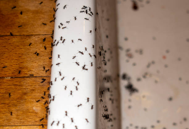 Best Flea Control Services  in Putney, GA